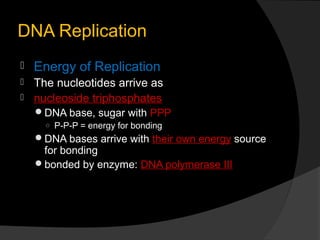 DNA Replication
   Energy of Replication
 The nucleotides arrive as
 nucleoside triphosphates
    DNA base, sugar with PPP
      ○ P-P-P = energy for bonding
    DNA bases arrive with their own energy source
     for bonding
    bonded by enzyme: DNA polymerase III
 