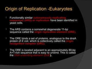 Origin of Replication -Eukaryotes
   Functionally similar autonomously replicating
    sequences (ARS) or replicators hav...