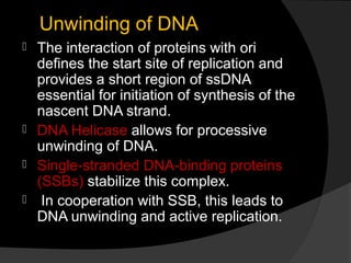  DNA Replication Slide 15