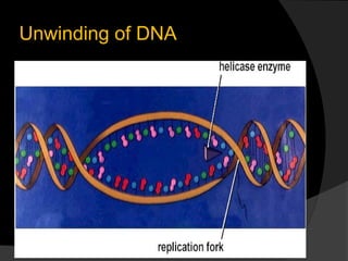  DNA Replication Slide 16