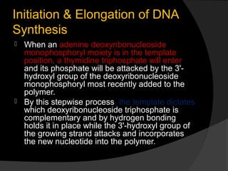  DNA Replication Slide 27