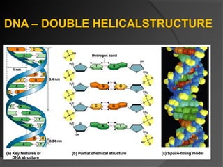 DNA – DOUBLE HELICALSTRUCTURE
 