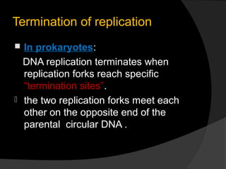  DNA Replication Slide 34