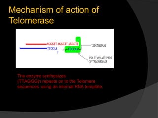 Mechanism of action of
Telomerase




  The enzyme synthesizes
  (TTAGGG)n repeats on to the Telomere
  sequences, using a...
