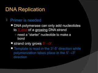 DNA Replication
   Primer is needed
    DNA polymerase can only add nucleotides
     to 3′ end of a growing DNA strand
 ...