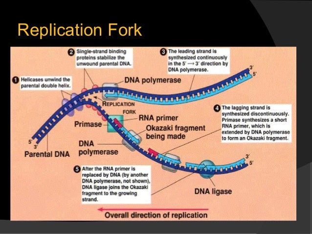Dna Replication Dna Replication