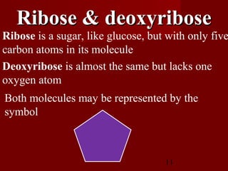 11
Ribose is a sugar, like glucose, but with only five
carbon atoms in its molecule
Deoxyribose is almost the same but lacks one
oxygen atom
Both molecules may be represented by the
symbol
Ribose & deoxyriboseRibose & deoxyribose
 