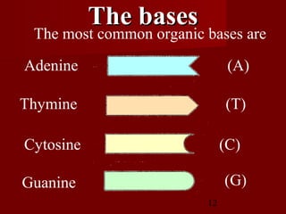12
The most common organic bases are
Adenine (A)
Thymine (T)
Cytosine (C)
Guanine (G)
The basesThe bases
 