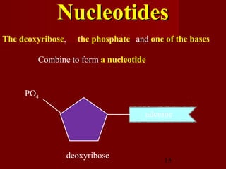 13
The deoxyribose, the phosphate and one of the bases
adenine
deoxyribose
PO4
Combine to form a nucleotide
NucleotidesNucleotides
 