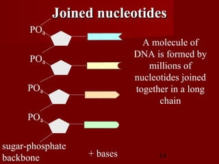 14
A molecule of
DNA is formed by
millions of
nucleotides joined
together in a long
chain
PO4
PO4
PO4
PO4
sugar-phosphate
backbone + bases
Joined nucleotidesJoined nucleotides
 