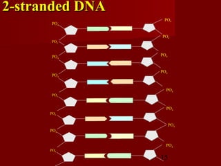 15
PO4
PO4
PO4
PO4
PO4
PO4
PO4
PO4
PO4
PO4
PO4
PO4
PO4
PO4
PO4
PO4
2-stranded DNA2-stranded DNA
 
