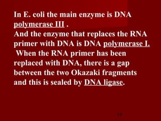 19
In E. coli the main enzyme is DNA
polymerase III .
And the enzyme that replaces the RNA
primer with DNA is DNA polymerase I.
When the RNA primer has been
replaced with DNA, there is a gap
between the two Okazaki fragments
and this is sealed by DNA ligase.
 