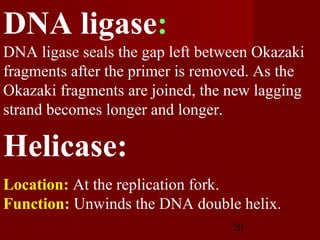 20
DNA ligase seals the gap left between Okazaki
fragments after the primer is removed. As the
Okazaki fragments are joined, the new lagging
strand becomes longer and longer.
DNA ligase:
Location: At the replication fork.
Function: Unwinds the DNA double helix.
Helicase:
 