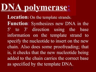 21
Location: On the template strands.
Function: Synthesizes new DNA in the
5' to 3' direction using the base
information on the template strand to
specify the nucleotide to insert on the new
chain. Also does some proofreading; that
is, it checks that the new nucleotide being
added to the chain carries the correct base
as specified by the template DNA.
DNA polymerase:
 