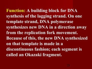 25
Function: A building block for DNA
synthesis of the lagging strand. On one
template strand, DNA polymerase
synthesizes new DNA in a direction away
from the replication fork movement.
Because of this, the new DNA synthesized
on that template is made in a
discontinuous fashion; each segment is
called an Okazaki fragment.
 