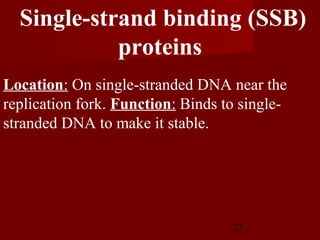 27
Location: On single-stranded DNA near the
replication fork. Function: Binds to single-
stranded DNA to make it stable.
Single-strand binding (SSB)
proteins
 