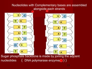 33
Sugar phosphate backbone is made by joining the adjcent
nucleotides ( DNA polymarase enzyme( ) )
Nucleotides with Complementary bases are assembled
alongside each strands
 