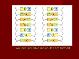 34
Two identical DNA molecules are formed
 