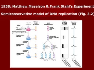 35
1958: Matthew Meselson & Frank Stahl’s Experiment
Semiconservative model of DNA replication (Fig. 3.2)
 