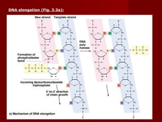 39
DNA elongation (Fig. 3.3a):
 