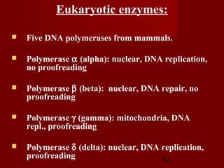42
Eukaryotic enzymes:
 Five DNA polymerases from mammals.
 Polymerase α (alpha): nuclear, DNA replication,
no proofreading
 Polymerase β (beta): nuclear, DNA repair, no
proofreading
 Polymerase γ (gamma): mitochondria, DNA
repl., proofreading
 Polymerase δ (delta): nuclear, DNA replication,
proofreading
 