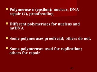 43
 Polymerase ε (epsilon): nuclear, DNA
repair (?), proofreading
 Different polymerases for nucleus and
mtDNA
 Some polymerases proofread; others do not.
 Some polymerases used for replication;
others for repair
 