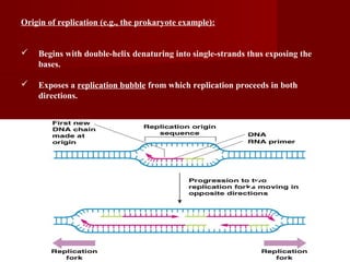 44
Origin of replication (e.g., the prokaryote example):
 Begins with double-helix denaturing into single-strands thus exposing the
bases.
 Exposes a replication bubble from which replication proceeds in both
directions.
 