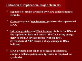45
Initiation of replication, major elements:
 Segments of single-stranded DNA are called template
strands.
 Gyrase (a type of topoisomerase) relaxes the supercoiled
DNA.
 Initiator proteins and DNA helicase binds to the DNA at
the replication fork and untwist the DNA using energy
derived from ATP (adenosine triphosphate).
(Hydrolysis of ATP causes a shape change in DNA
helicase)
 DNA primase next binds to helicase producing a
complex called a primosome (primase is required for
synthesis),
 