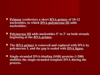 46
 Primase synthesizes a short RNA primer of 10-12
nucleotides, to which DNA polymerase III adds
nucleotides.
 Polymerase III adds nucleotides 5’ to 3’ on both strands
beginning at the RNA primer.
 The RNA primer is removed and replaced with DNA by
polymerase I, and the gap is sealed with DNA ligase.
 Single-stranded DNA-binding (SSB) proteins (>200)
stabilize the single-stranded template DNA during the
process.
 