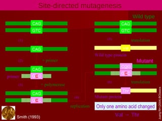 5
Site-directed mutagenesis
CAG
GTC
CAG
GCC
CAG
GCC
CAG
+ polymerase
+ primer
replication
GCC
CGG
Mutant
Thr
translation
Wild type
GTC
CAG
Val
translation
Only one amino acid changed
Wild type protein
Mutant protein
primer
(1)
(2)
(3)
(5)
(4)
(6)
Val → ThrSmith (1993)
JuangRH(2004)BCbasics
 
