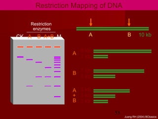 53
Restriction Mapping of DNA
A B 10 kb
8 kb
2 kb
A
7 kb
3 kb
B
5 kb
3 kb
2 kb
A
+
B
CK A B A+B M
Restriction
enzymes
Juang RH (2004) BCbasics
 