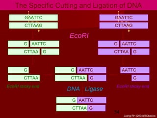 54
The Specific Cutting and Ligation of DNA
GAATTC
CTTAAG
GAATTC
CTTAAG
G
CTTAA
AATTC
G
AATTC
G
G
CTTAA
G
CTTAA
AATTC
G
G
CTTAA
AATTC
G
G
CTTAA
AATTC
G
EcoRI
DNA Ligase
EcoRI sticky end EcoRI sticky end
Juang RH (2004) BCbasics
 