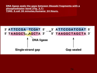 56
DNA ligase seals the gaps between Okazaki fragments with a
phosphodiester bond (Fig. 3.7)
TIME: E.coli 30 minutes,Humans: 24 Hours.
 