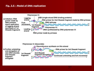 57Peter J. Russell, iGenetics: Copyright © Pearson Education, Inc., publishing as Benjamin Cummings.
Fig. 3.5 - Model of DNA replication
 