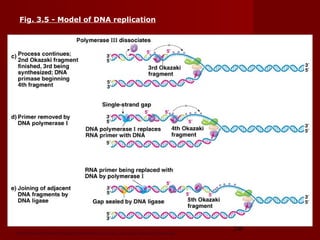 58Peter J. Russell, iGenetics: Copyright © Pearson Education, Inc., publishing as Benjamin Cummings.
Fig. 3.5 - Model of DNA replication
 