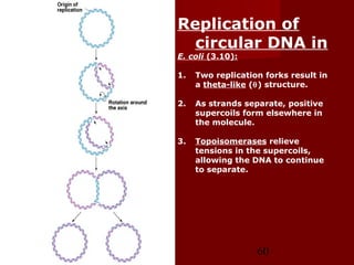 60
Replication of
circular DNA in
E. coli (3.10):
1. Two replication forks result in
a theta-like (θ) structure.
2. As strands separate, positive
supercoils form elsewhere in
the molecule.
3. Topoisomerases relieve
tensions in the supercoils,
allowing the DNA to continue
to separate.
 