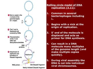 61
Rolling circle model of DNA
replication (3.11):
1. Common in several
bacteriophages including
λ.
2. Begins with a nick at the
origin of replication.
3. 5’ end of the molecule is
displaced and acts as
primer for DNA synthesis.
4. Can result in a DNA
molecule many multiples
of the genome length (and
make multiple copies
quickly).
5. During viral assembly the
DNA is cut into individual
viral chromosomes.
 