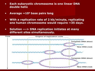 63
• Each eukaryotic chromosome is one linear DNA
double helix
• Average ~108
base pairs long
• With a replication rate of 2 kb/minute, replicating
one human chromosome would require ~35 days.
• Solution ---> DNA replication initiates at many
different sites simultaneously.
Fig. 3.14
 