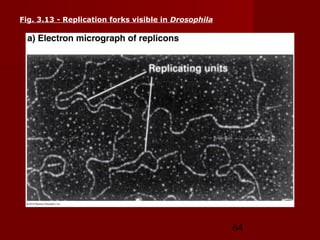 64
Fig. 3.13 - Replication forks visible in Drosophila
 