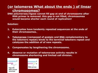 65
(or telomeres What about the ends ) of linear
chromosomes?
DNA polymerase/ligase cannot fill gap at end of chromosome after
RNA primer is removed. this gap is not filled, chromosomes
would become shorter each round of replication!
Solution:
1. Eukaryotes have tandemly repeated sequences at the ends of
their chromosomes.
2. Telomerase (composed of protein and RNA complementary to
the telomere repeat) binds to the terminal telomere repeat and
catalyzes the addition of of new repeats.
3. Compensates by lengthening the chromosome.
4. Absence or mutation of telomerase activity results in
chromosome shortening and limited cell division.
 