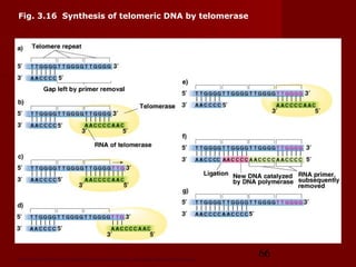 66Peter J. Russell, iGenetics: Copyright © Pearson Education, Inc., publishing as Benjamin Cummings.
Fig. 3.16 Synthesis of telomeric DNA by telomerase
 