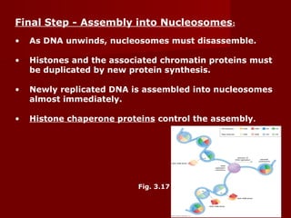 67
Final Step - Assembly into Nucleosomes:
• As DNA unwinds, nucleosomes must disassemble.
• Histones and the associated chromatin proteins must
be duplicated by new protein synthesis.
• Newly replicated DNA is assembled into nucleosomes
almost immediately.
• Histone chaperone proteins control the assembly.
Fig. 3.17
 