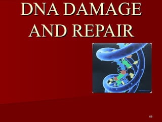 6868
DNA DAMAGEDNA DAMAGE
AND REPAIRAND REPAIR
 