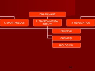 69
DNA DAMAGE
1. SPONTANEOUS
2. ENVIRONMENTAL
AGENTS
3. REPLICATION
PHYSICAL
CHEMICAL
BIOLOGICAL
 