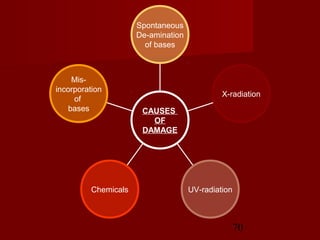 70
Mis-
incorporation
of
bases
Chemicals UV-radiation
X-radiation
Spontaneous
De-amination
of bases
CAUSES
OF
DAMAGE
 
