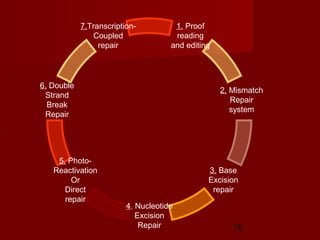 76
1. Proof
reading
and editing
2. Mismatch
Repair
system
3. Base
Excision
repair
4. Nucleotide
Excision
Repair
5. Photo-
Reactivation
Or
Direct
repair
6. Double
Strand
Break
Repair
7.Transcription-
Coupled
repair
 