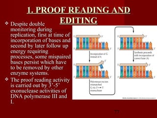 77
1. PROOF READING AND1. PROOF READING AND
EDITINGEDITING Despite doubleDespite double
monitoring duringmonitoring during
replication, first at time ofreplication, first at time of
incorporation of bases andincorporation of bases and
second by later follow upsecond by later follow up
energy requiringenergy requiring
processes, some mispairedprocesses, some mispaired
bases persist which havebases persist which have
to be removed by otherto be removed by other
enzyme systems.enzyme systems.
 The proof reading activityThe proof reading activity
is carried out by 3’-5’is carried out by 3’-5’
exonuclease activities ofexonuclease activities of
DNA polymerase III andDNA polymerase III and
I.I.
 
