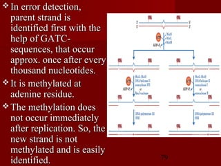 79
 In error detection,In error detection,
parent strand isparent strand is
identified first with theidentified first with the
help of GATC-help of GATC-
sequences, that occursequences, that occur
approx. once after everyapprox. once after every
thousand nucleotides.thousand nucleotides.
 It is methylated atIt is methylated at
adenine residue.adenine residue.
 The methylation doesThe methylation does
not occur immediatelynot occur immediately
after replication. So, theafter replication. So, the
new strand is notnew strand is not
methylated and is easilymethylated and is easily
identified.identified.
 