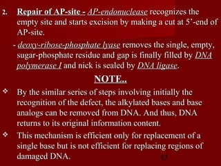 83
2.2. Repair of AP-site -Repair of AP-site - AP-endonucleaseAP-endonuclease recognizes therecognizes the
empty site and starts excision by making a cut at 5’-end ofempty site and starts excision by making a cut at 5’-end of
AP-site.AP-site.
-- deoxy-ribose-phosphate lyasedeoxy-ribose-phosphate lyase removes the single, empty,removes the single, empty,
sugar-phosphate residue and gap is finally filled bysugar-phosphate residue and gap is finally filled by DNADNA
polymerase Ipolymerase I and nick is sealed byand nick is sealed by DNA ligaseDNA ligase..
NOTE..NOTE..
 By the similar series of steps involving initially theBy the similar series of steps involving initially the
recognition of the defect, the alkylated bases and baserecognition of the defect, the alkylated bases and base
analogs can be removed from DNA. And thus, DNAanalogs can be removed from DNA. And thus, DNA
returns to its original information content.returns to its original information content.
 This mechanism is efficient only for replacement of aThis mechanism is efficient only for replacement of a
single base but is not efficient for replacing regions ofsingle base but is not efficient for replacing regions of
damaged DNA.damaged DNA.
 