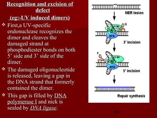 84
Recognition and excision ofRecognition and excision of
defectdefect
(eg:-UV induced dimers)(eg:-UV induced dimers)
 First,a UV-specificFirst,a UV-specific
endonuclease recognizes theendonuclease recognizes the
dimer and cleaves thedimer and cleaves the
damaged strand atdamaged strand at
phosphodiester bonds on bothphosphodiester bonds on both
5’ side and 3’ side of the5’ side and 3’ side of the
dimer.dimer.
 The damaged oligonucleotideThe damaged oligonucleotide
is released, leaving a gap inis released, leaving a gap in
the DNA strand that formerlythe DNA strand that formerly
contained the dimer.contained the dimer.
 This gap is filled byThis gap is filled by DNADNA
polymerase Ipolymerase I and nick isand nick is
sealed bysealed by DNA ligaseDNA ligase..
 